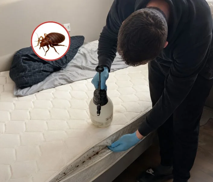 Technicien traitant un matelas contre les punaises de lit à Maffliers